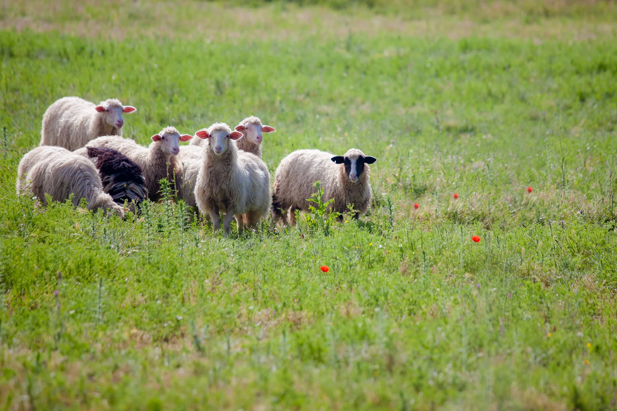 tuscanfarms.jpg