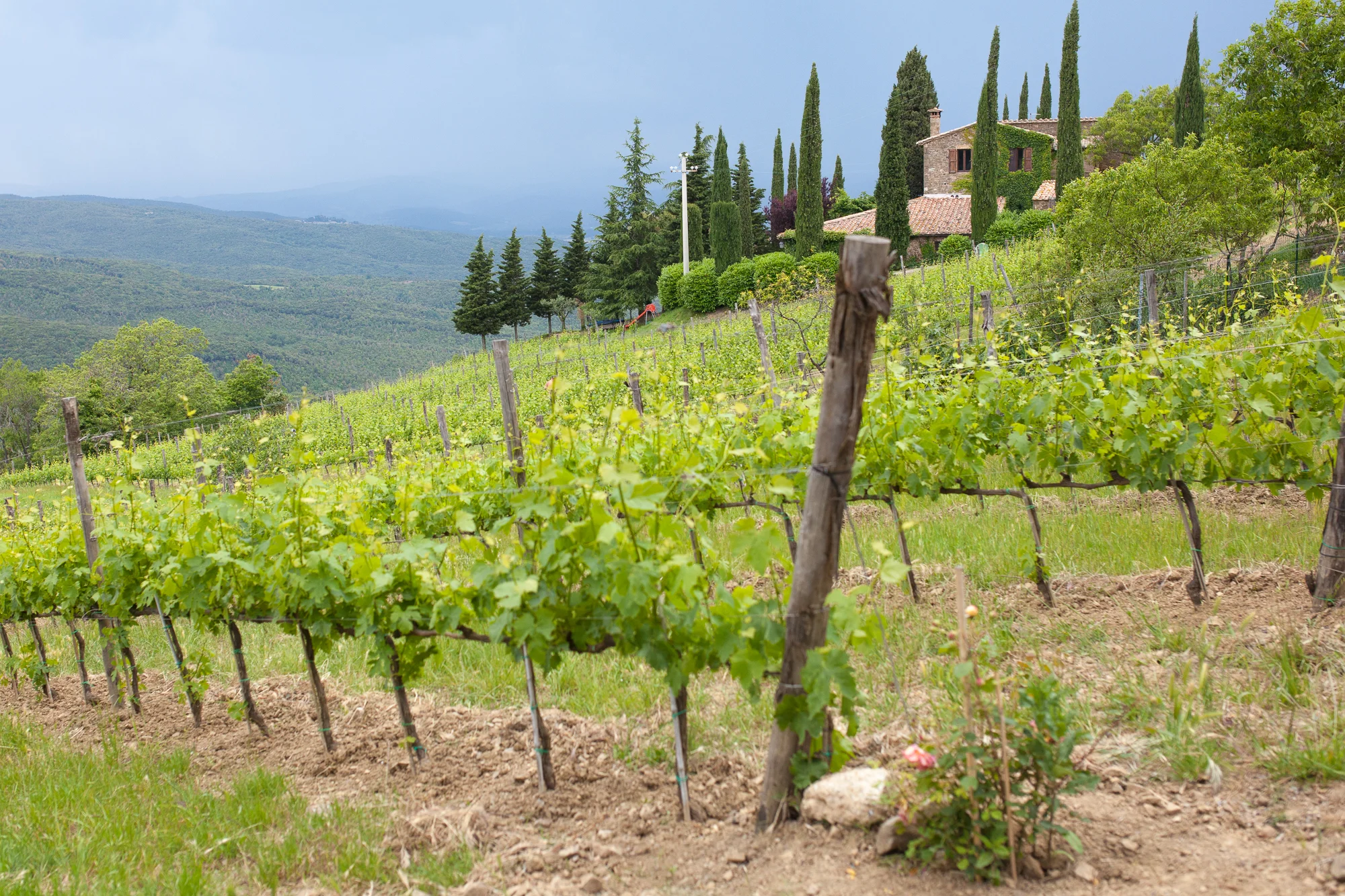 tuscanfarms-3.jpg