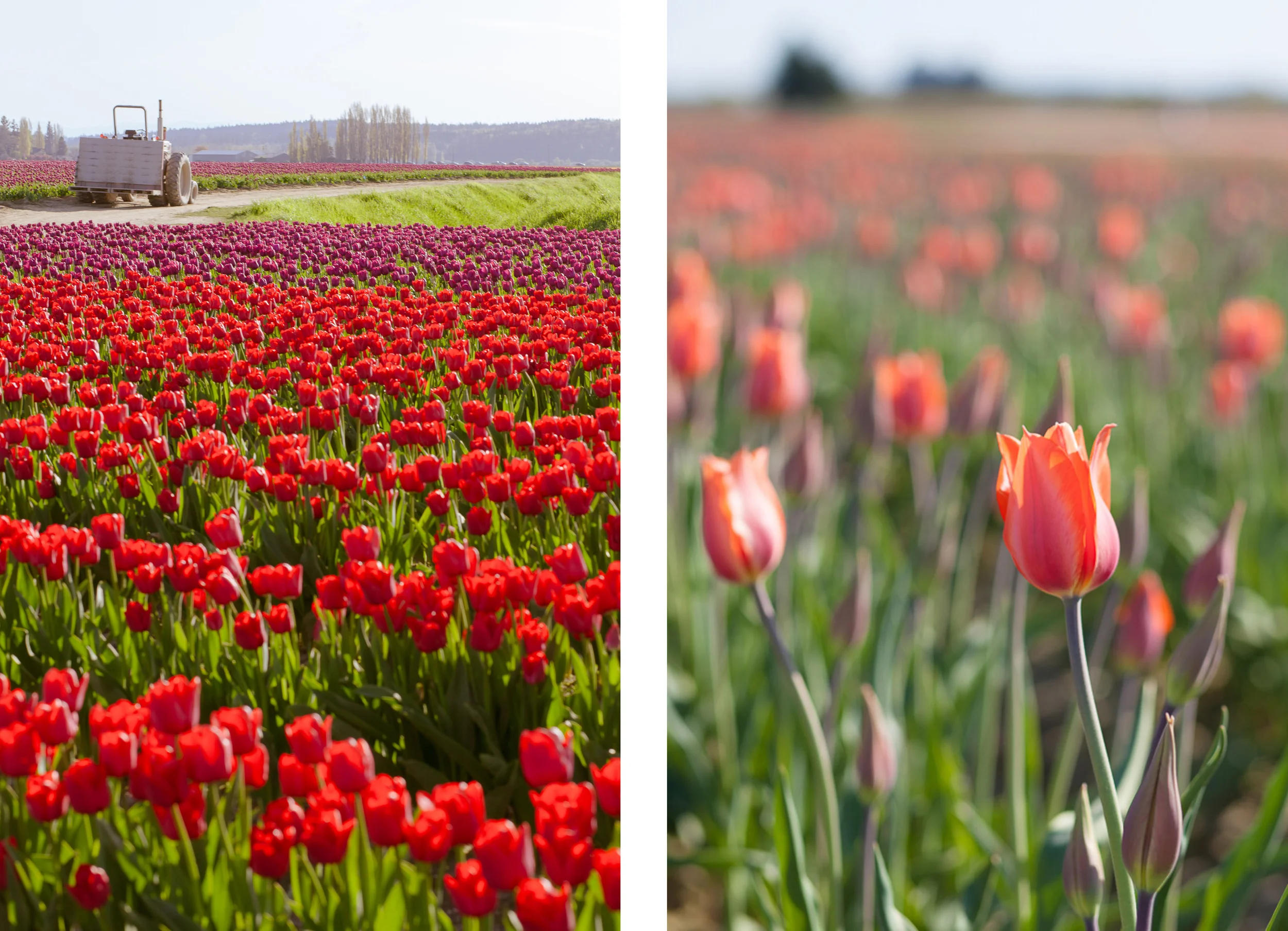 tulipsdiptych.jpg