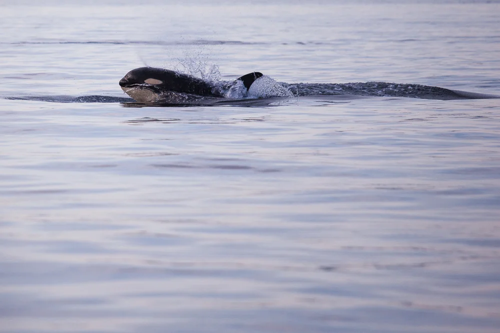 whalewatching-10.jpg
