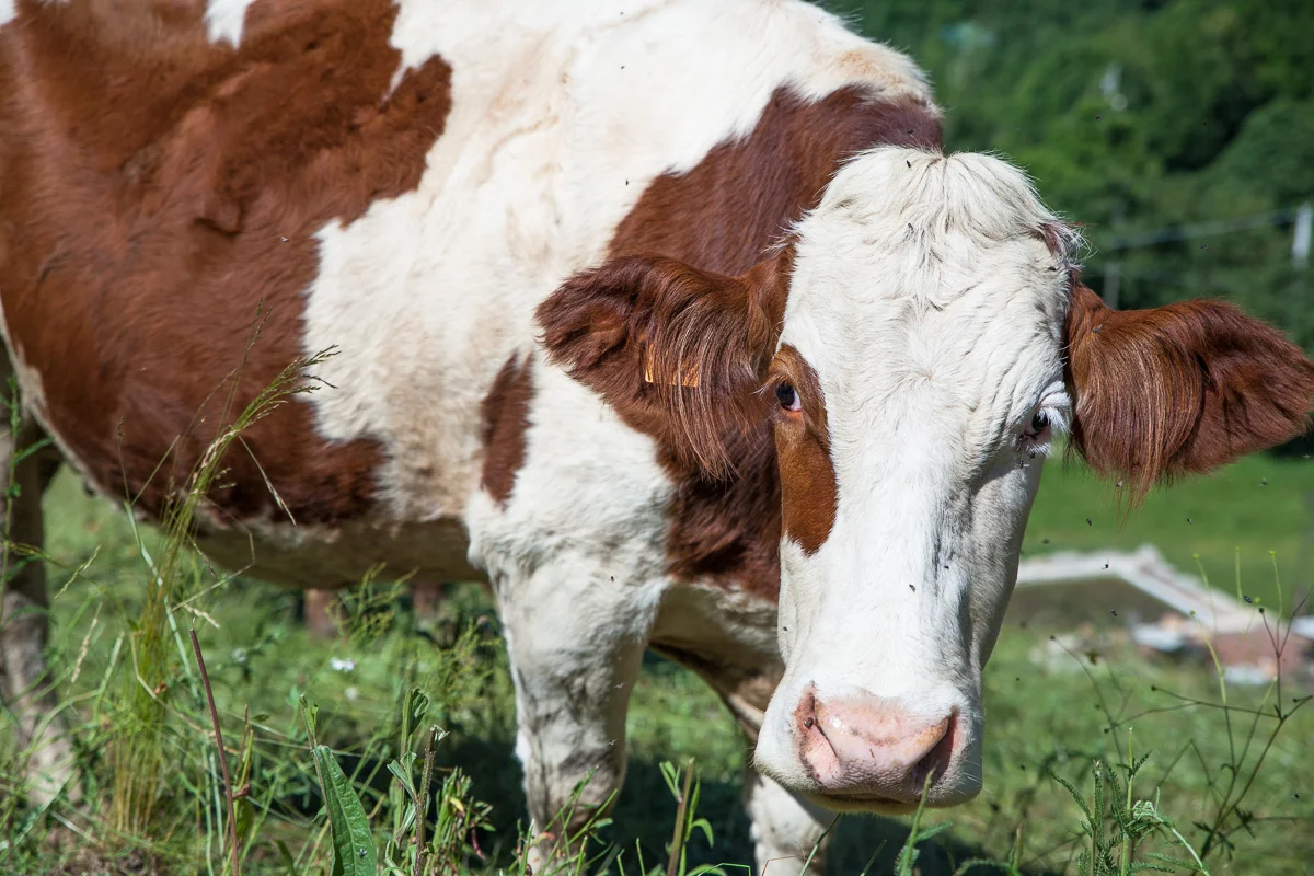agriturismocow.jpg