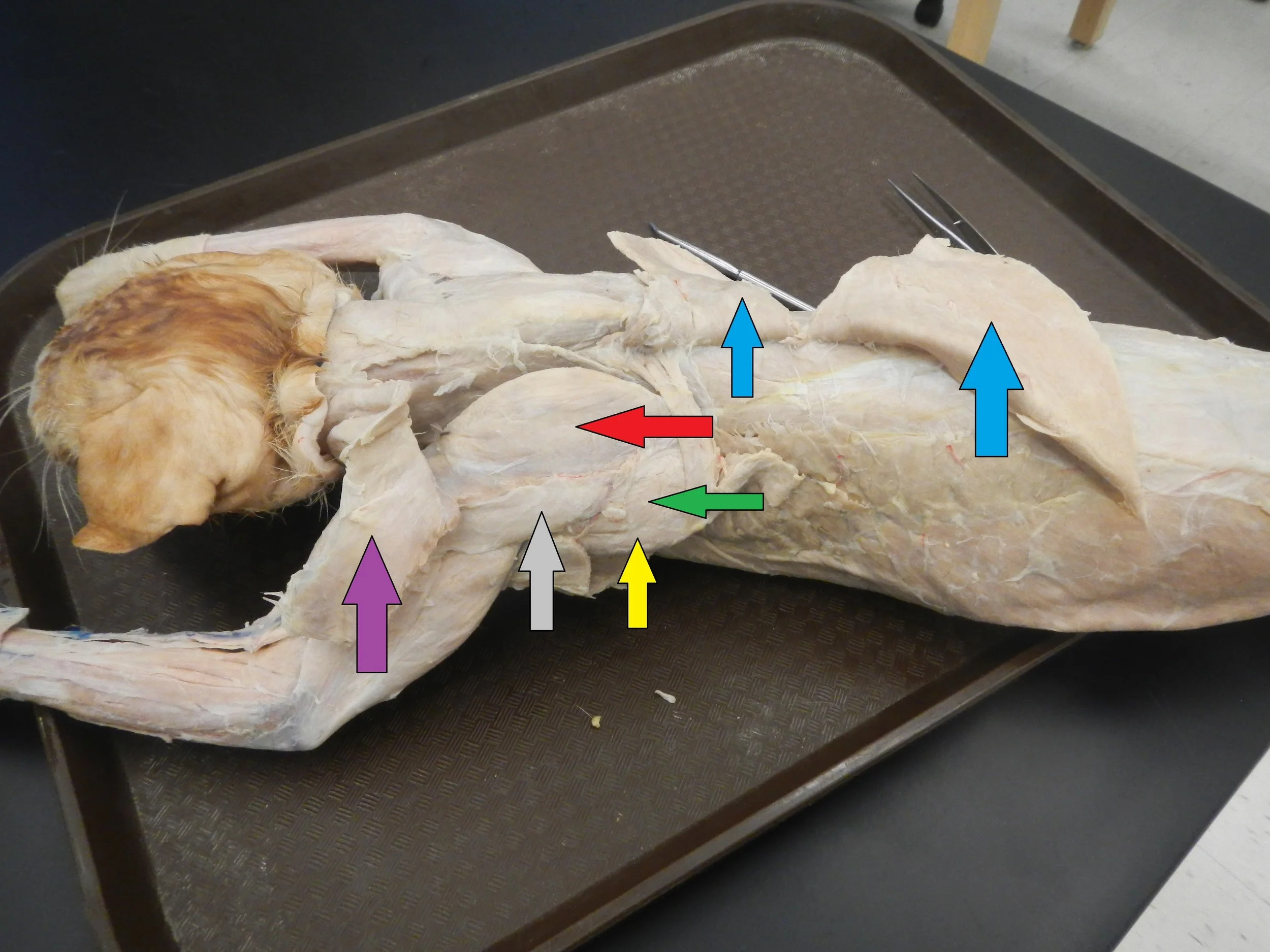Posterior Upper Body Musculature Purple: Trapezius Reflected Grey: Spinodeltoid Yellow: Teres Major Green: Infraspinatus Red: Supraspinatus Blue: Latissimus Dorsi