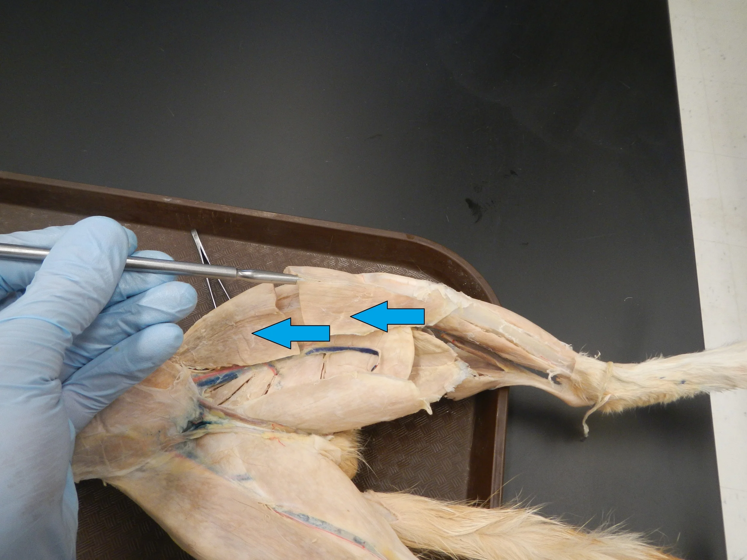 Sartorius O -
Anterior superior iliac spine I -
Medial side of tibia F –
Hip flexion and lateral rotation, knee flexion