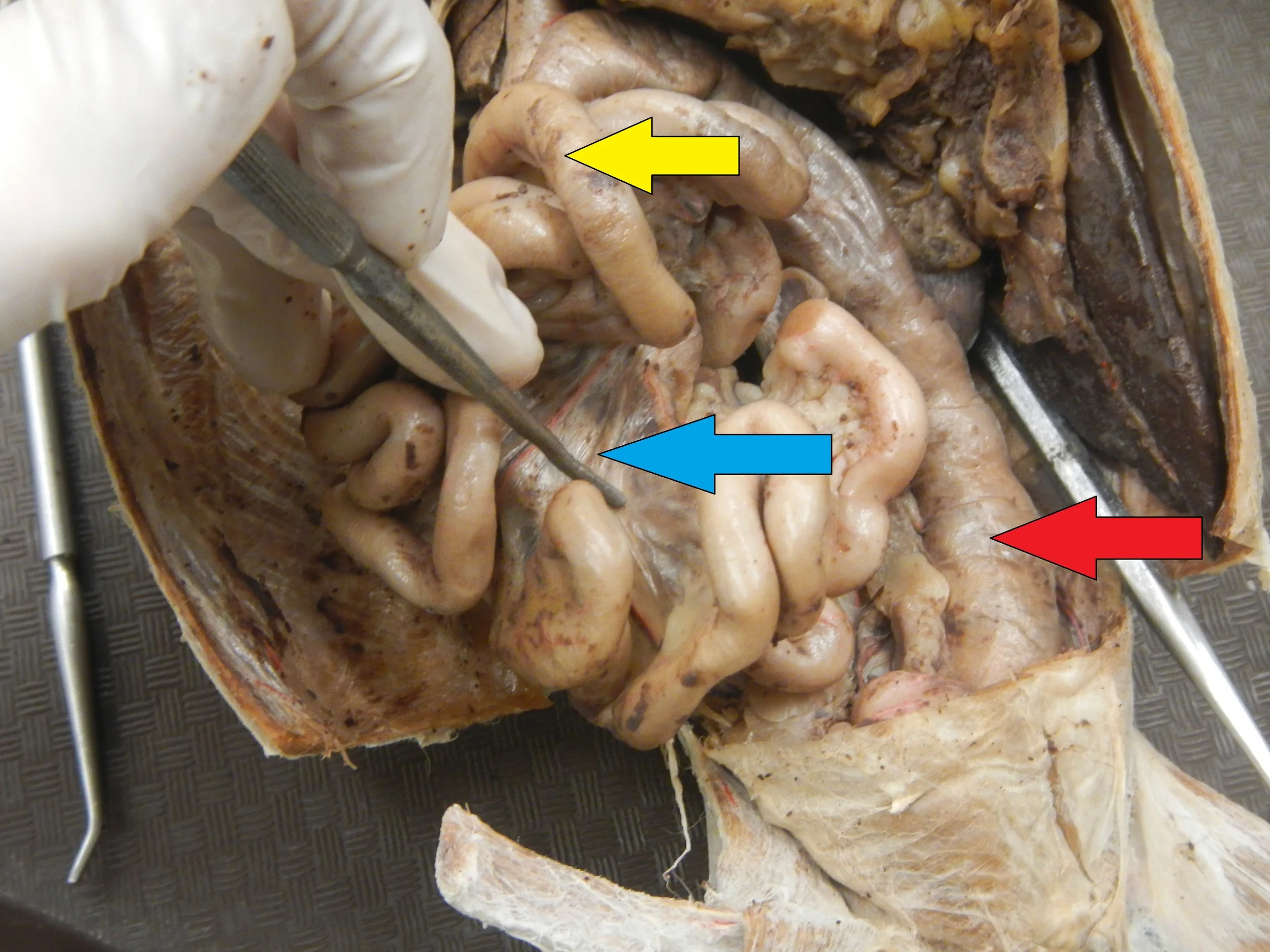 Yellow - Small Intestine Blue - Mesentery (Small Intestine's) Red - Large Intestine