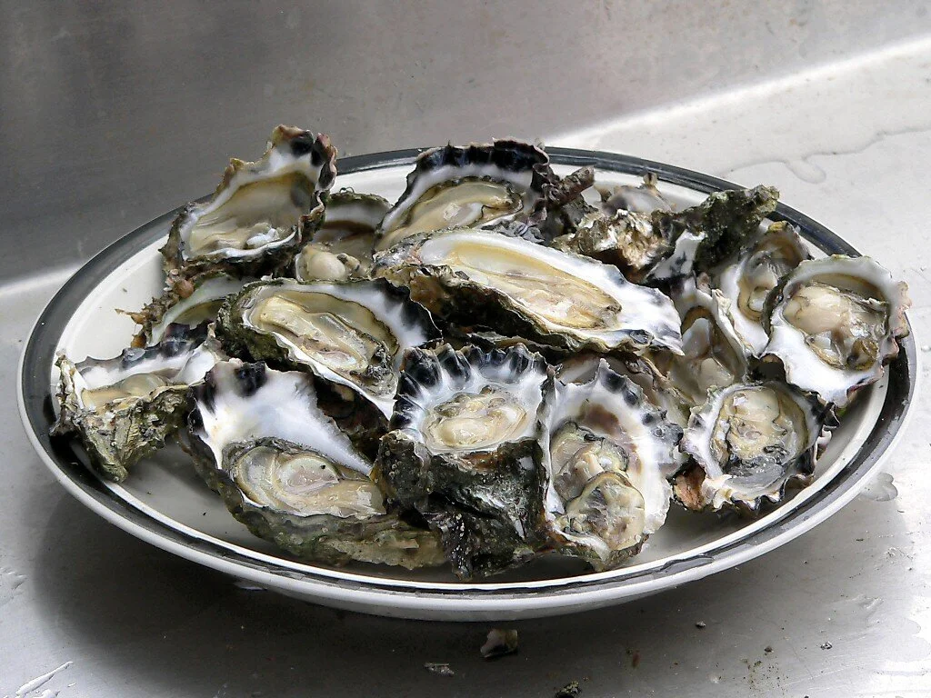 oysters on the half shell.jpg