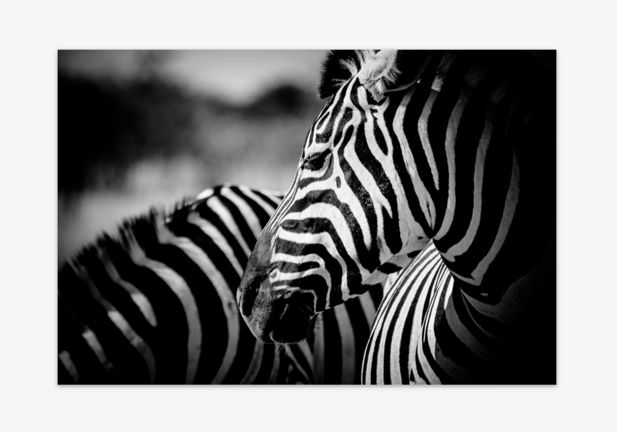 towards the light - zebra wall art print acylic.png