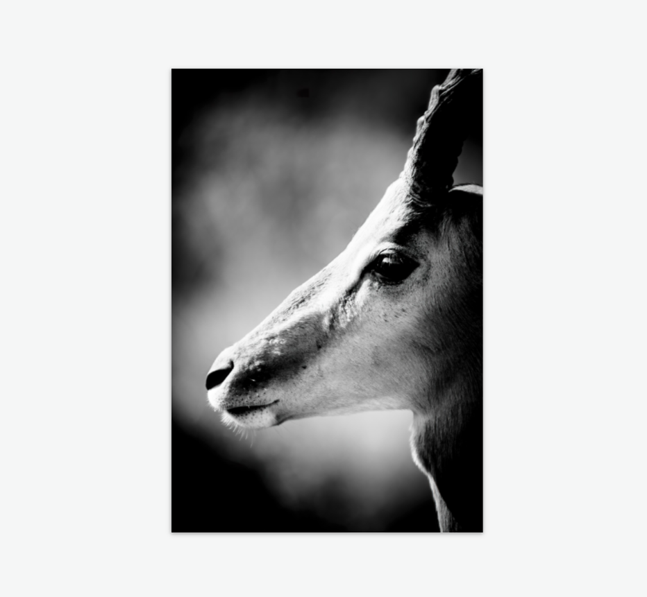 the watchman - wildlife wall art print acrylic.png
