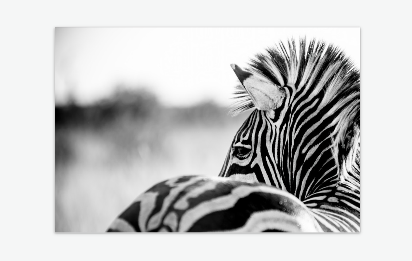Where the Wind Answers - zebra wall art print acrylic.png