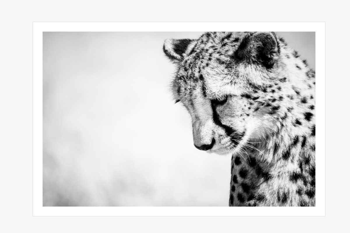 reflection - cheetah fine art wall print.png