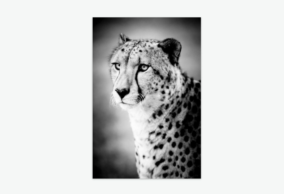 Gaze of the Hunter - Cheetah wall art prints acrylic.png