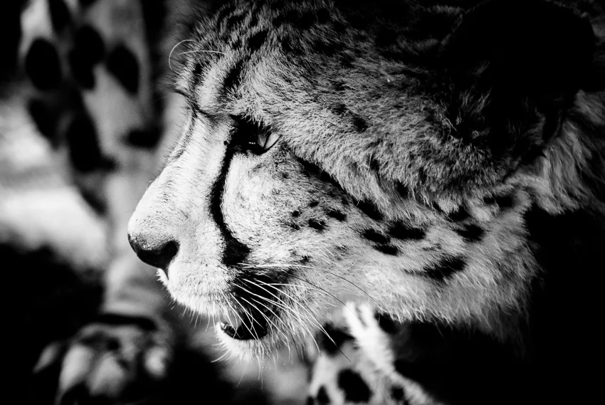 Cheetah, South africa