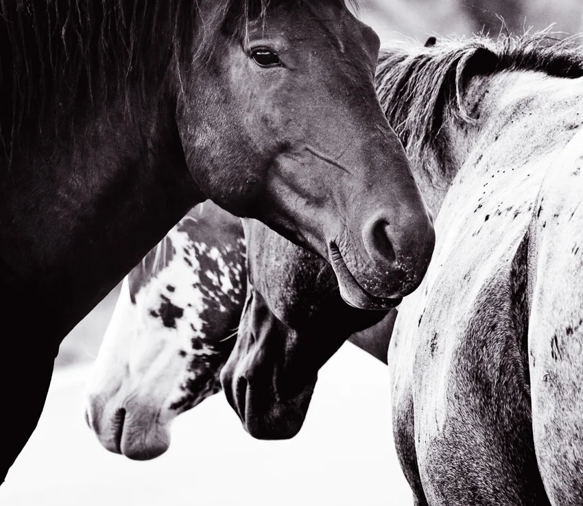 Wild horses of Theodore Roosevelt National Park