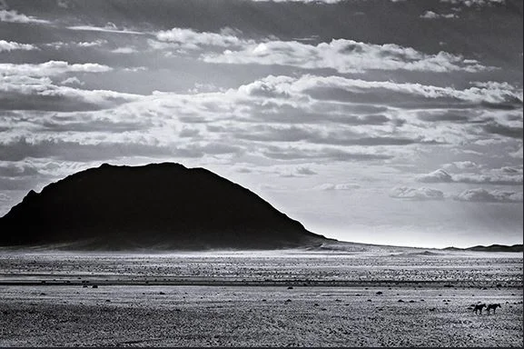 Desert Horses - Namibia