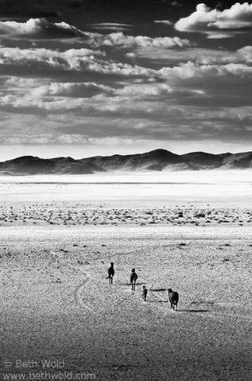Wild Horses of Namibia