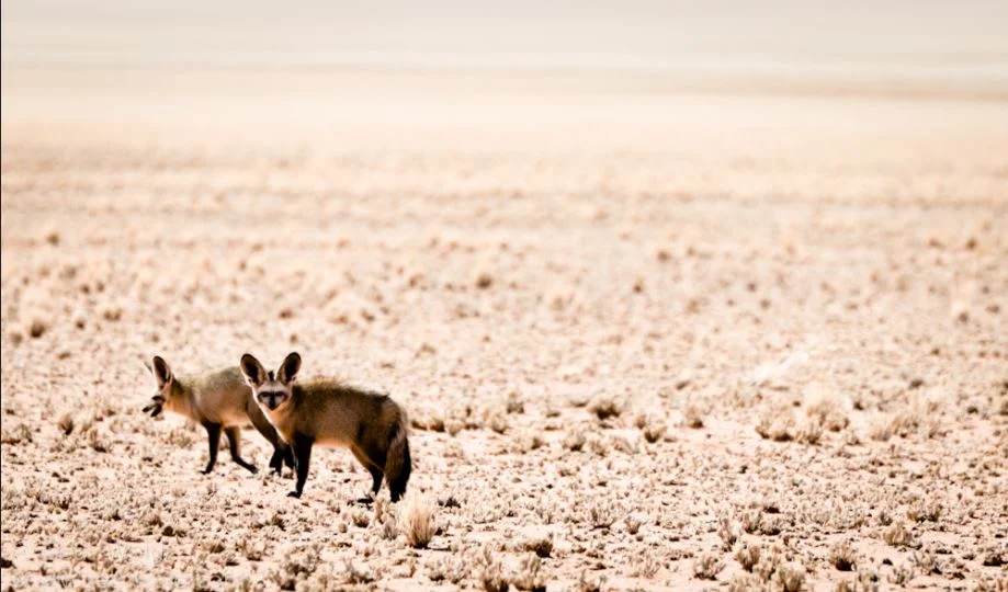 Bat Eared Fox Kits seen along C27