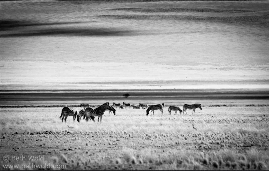 Burchell's zebra, not mountain zebra.