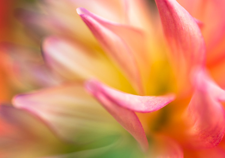Abstract Dahlia photography