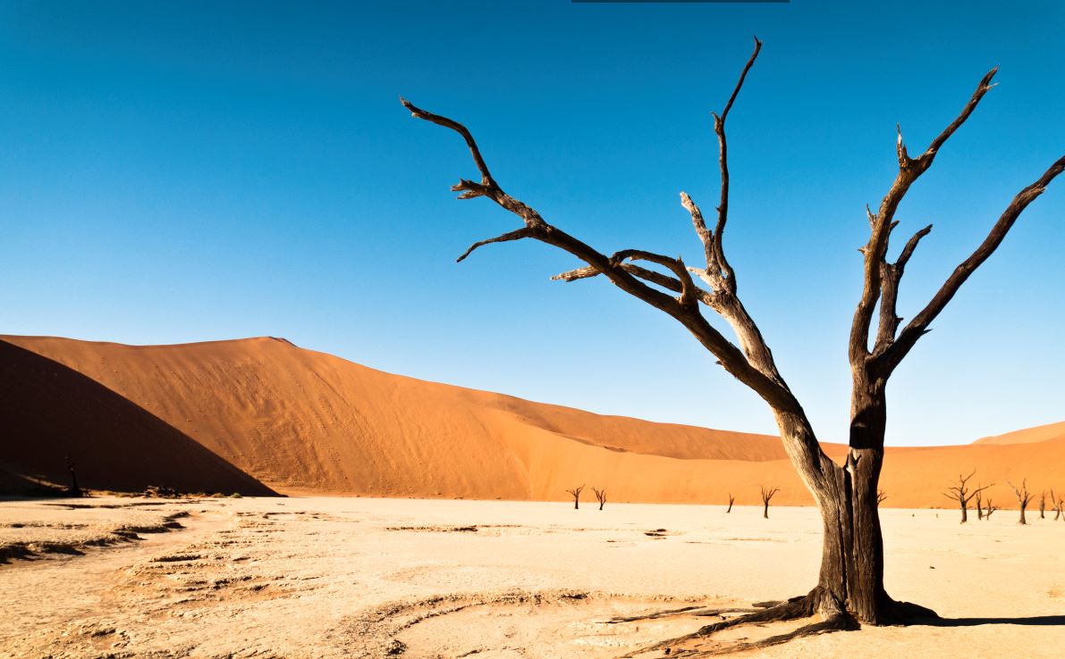 Dead Vlei