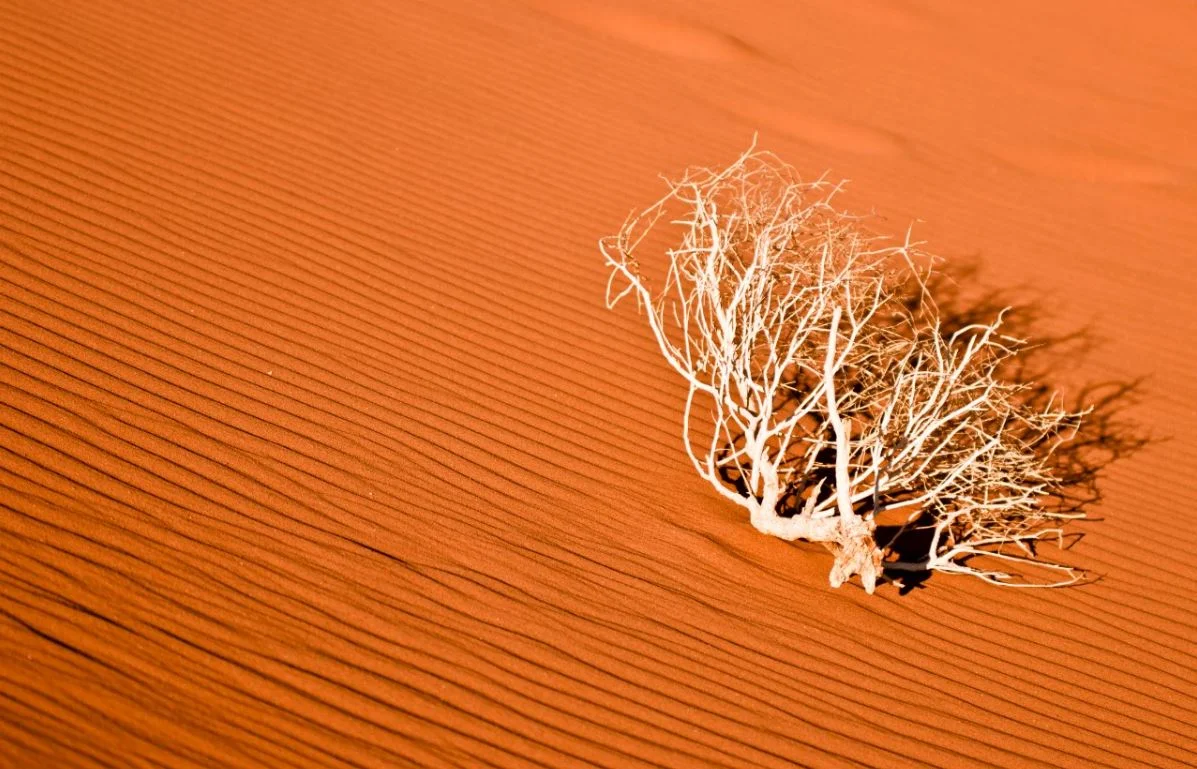 Dead shrub and patterns in the sand.