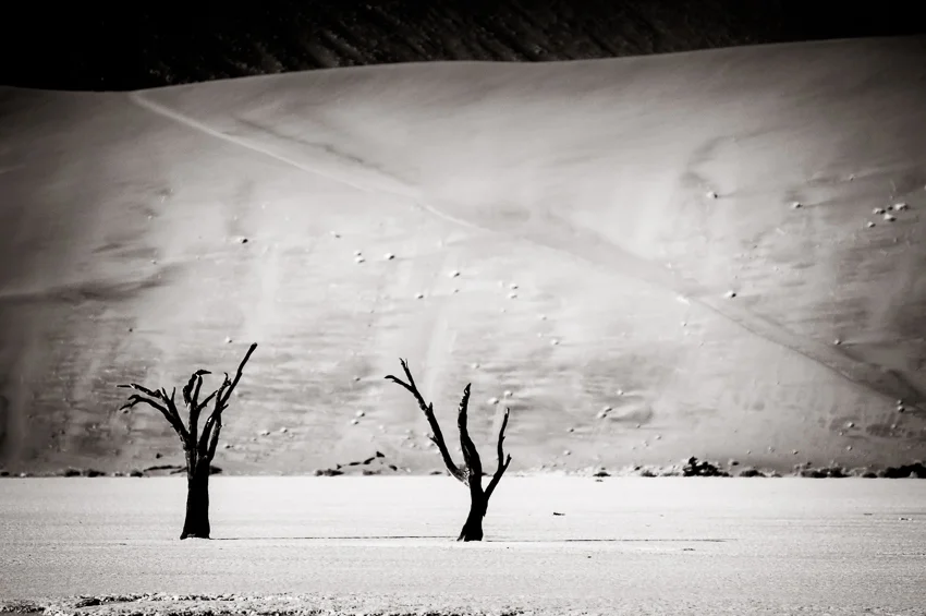 Two trees at Dead Vlei with giant sand dunes behind them.