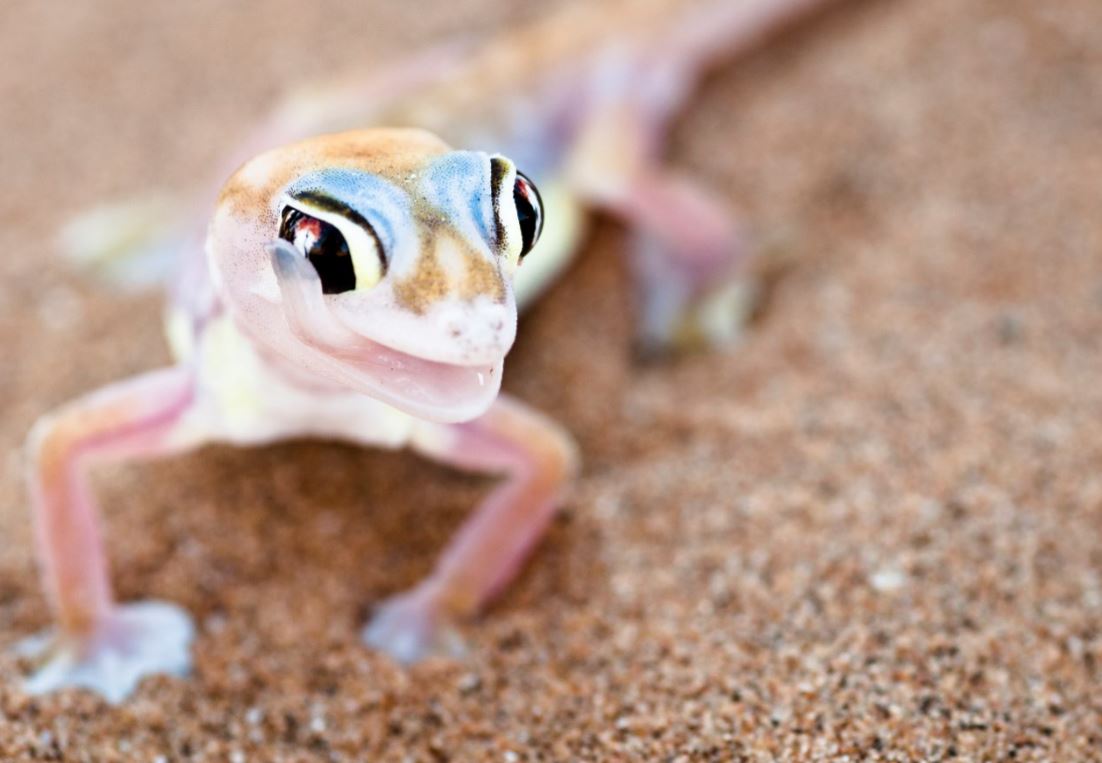 Dune-gecko