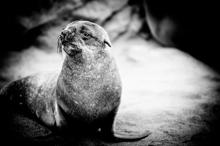 Seal pup posing for the camera