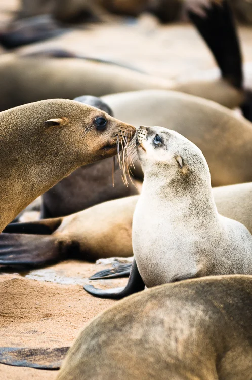 Seal pup and mother greet each other