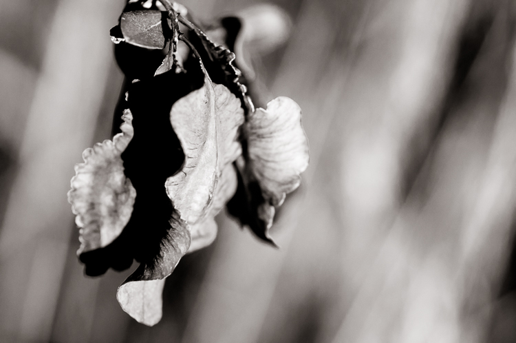 Seed Pod - Macro Photography