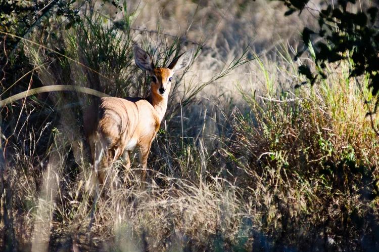 Steenbok - one of the few animals we saw that wasn't near a waterhole