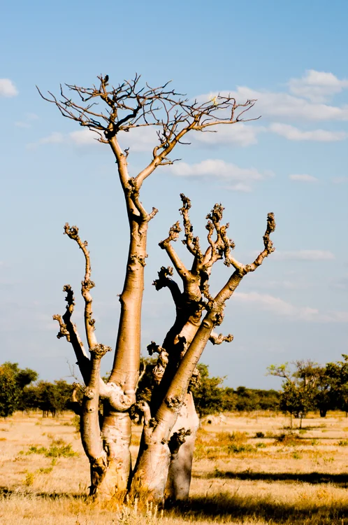 African moringa (Moringa ovalifolia) otherwise known as Sprokiesboom(ghost tree)