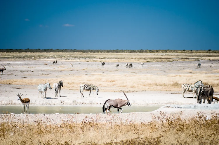 Typical waterhole at Etosha National Park