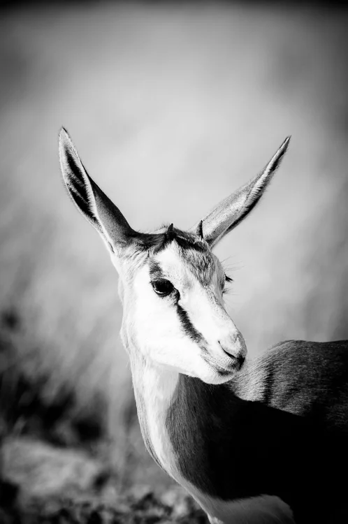 springbok