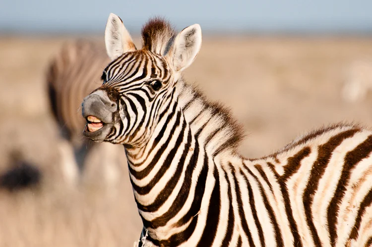 young-zebra-funny-face