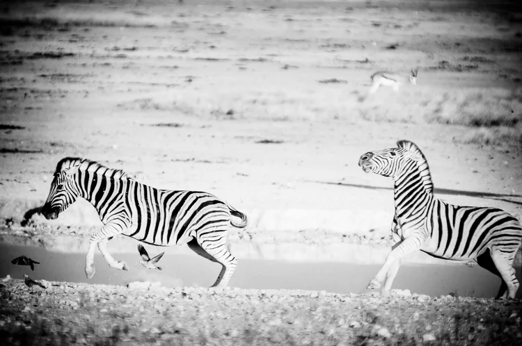 zebra-chase