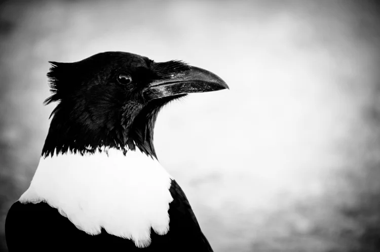 Pied Crow