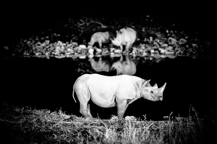 Black rhino at the Okaukuejo waterhole
