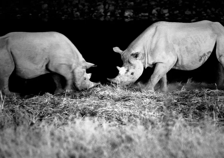 "Fighting" black rhinos.