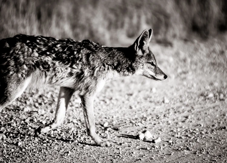 Young Black-backed Jackal