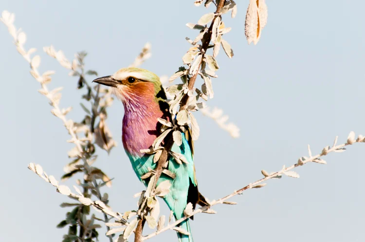 Lilac Breasted Roller