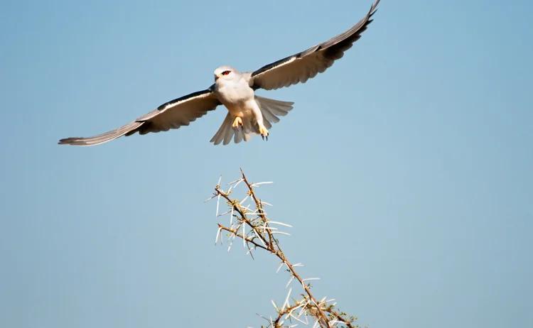 Black-Shouldered Kite