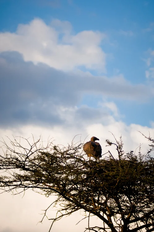 Cape vulture at nest