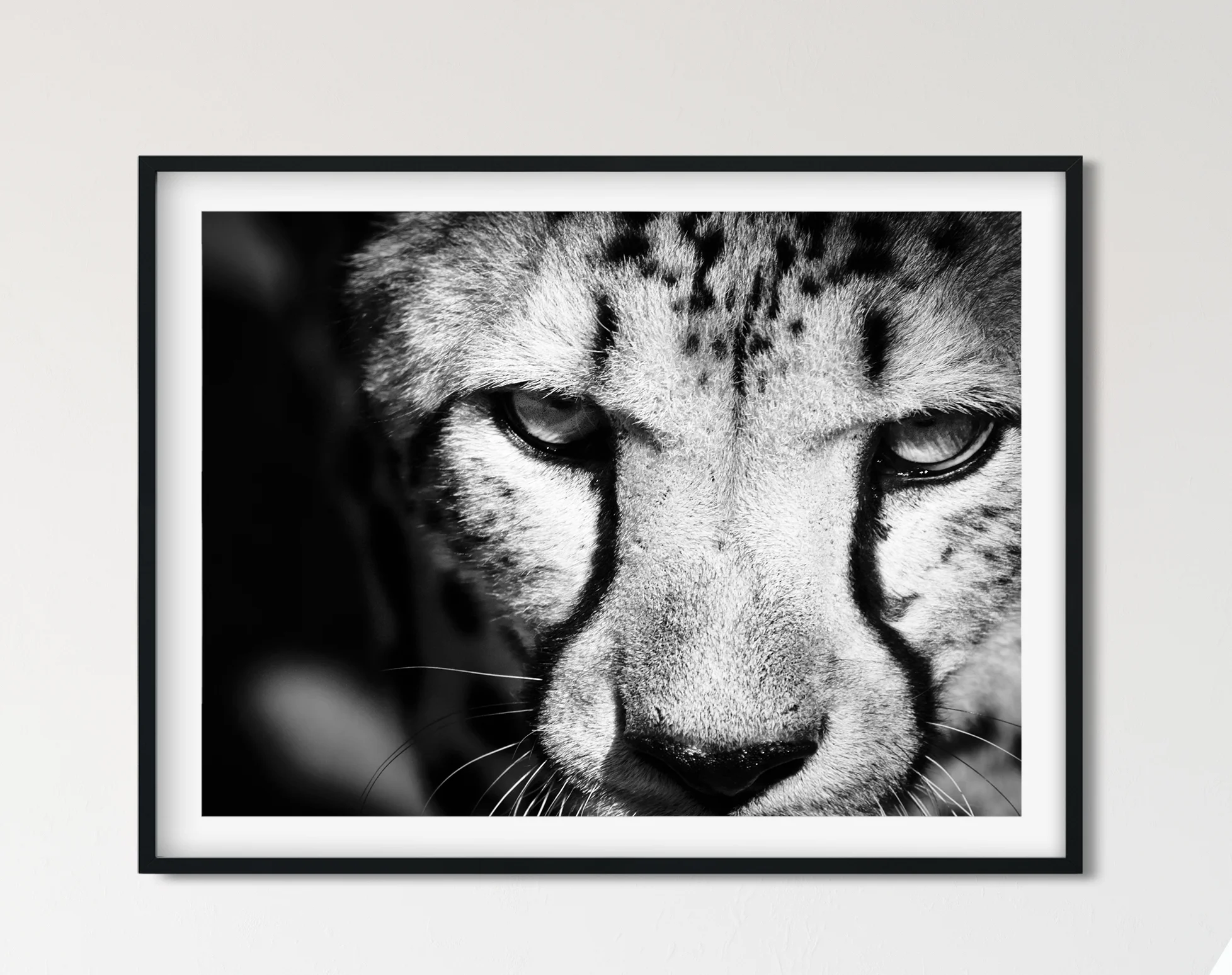 cheetahframed.jpg