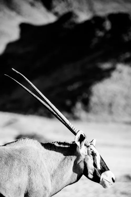 Oryx on the side of the road in Namibia.