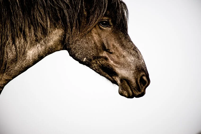 Wild horse at Theodore Roosevelt National Park
