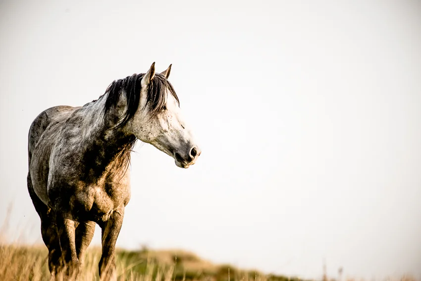 Wild Horse
