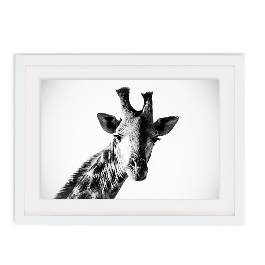 giraffe.jpg
