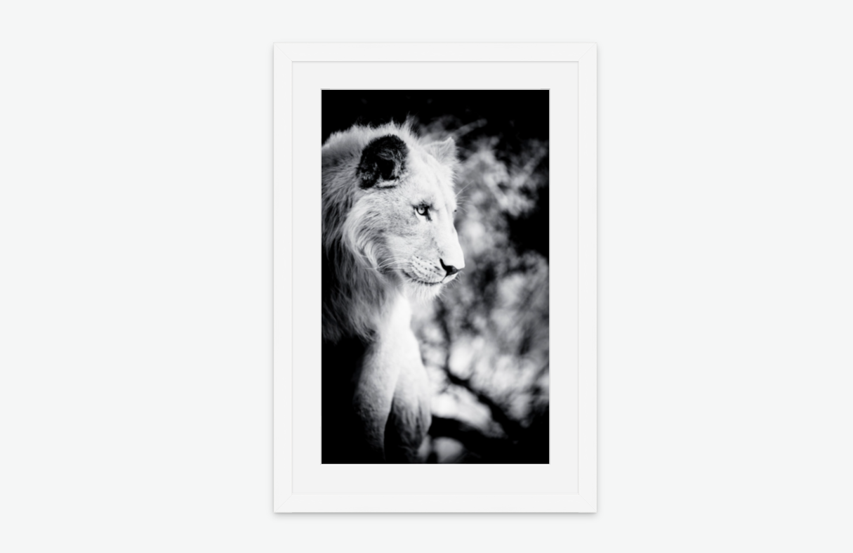king of the plains - lion wall art print framed white.png