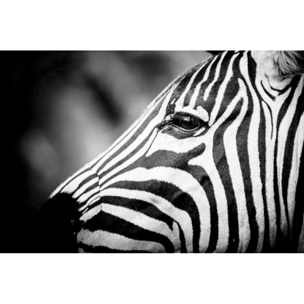 Close-up side profile of a zebra’s face with bold stripes, blurred background.