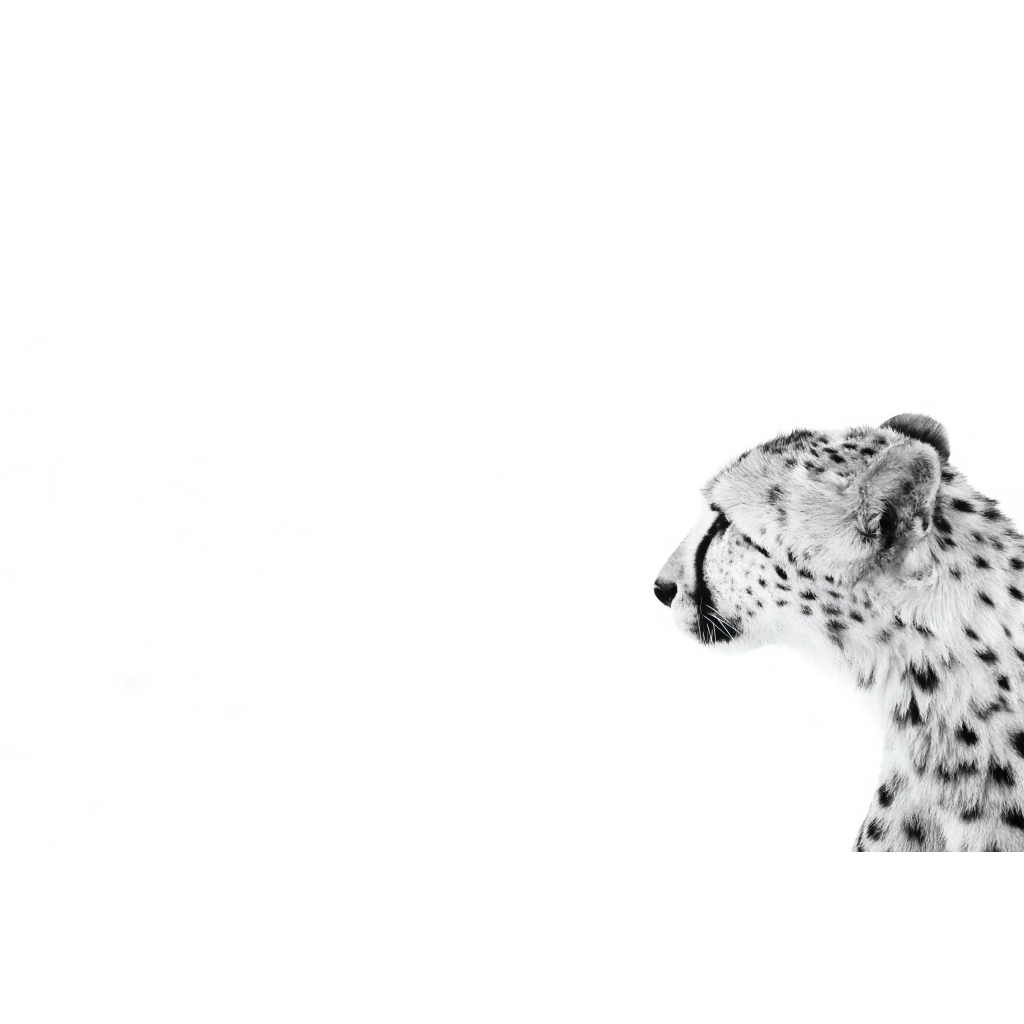 Minimalist black and white cheetah portrait, side profile with white background, fine art wildlife photography.