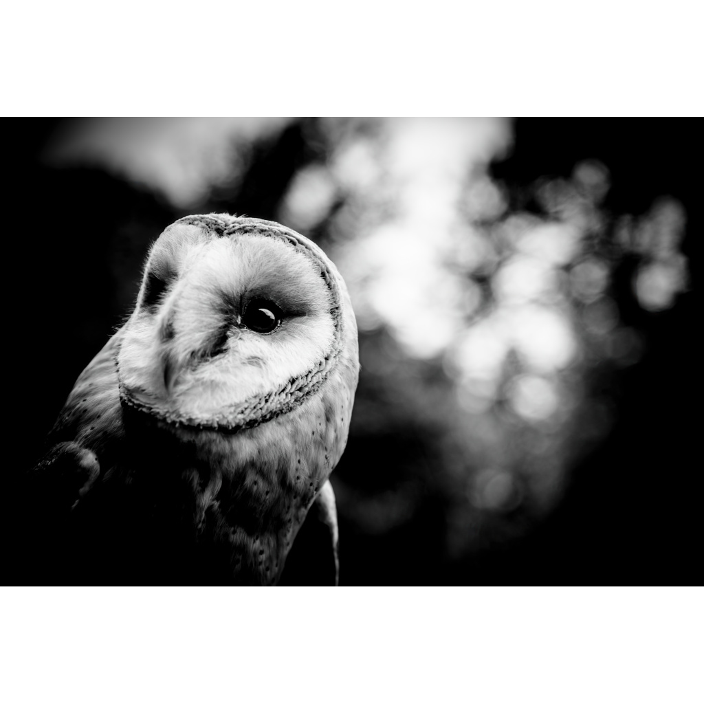 Black and white close-up of a barn owl perched, showing head, neck, and shoulders, turned slightly to the left against a blurred forest background.